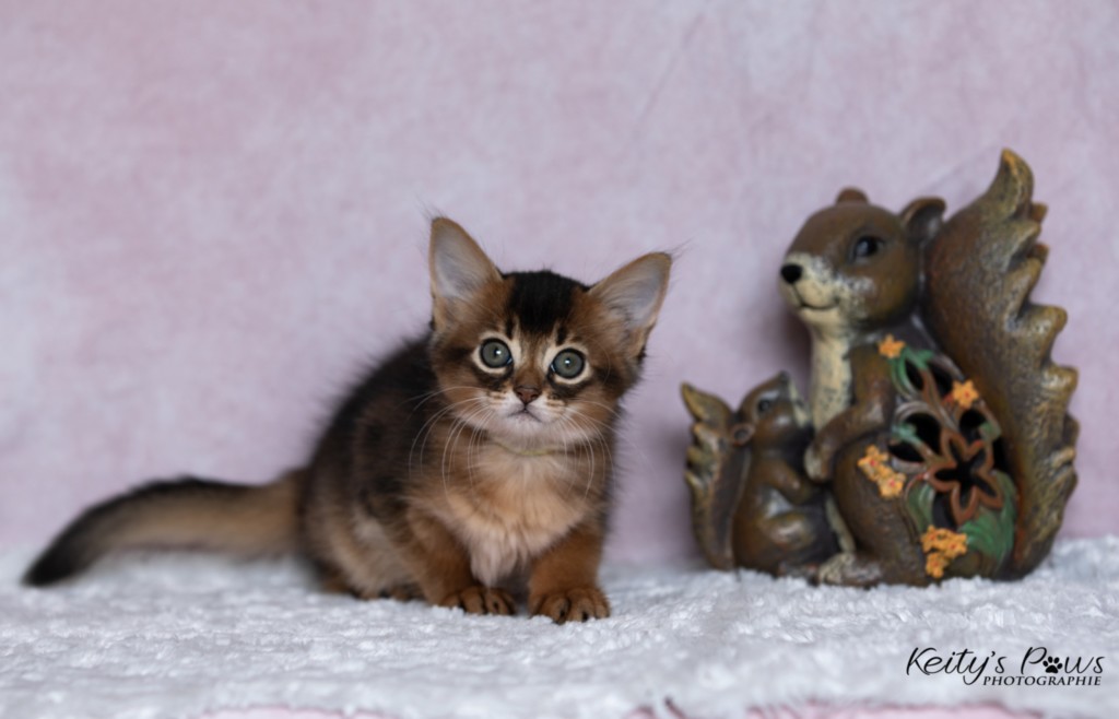 Adara-Alya (jaune) 1 Mois