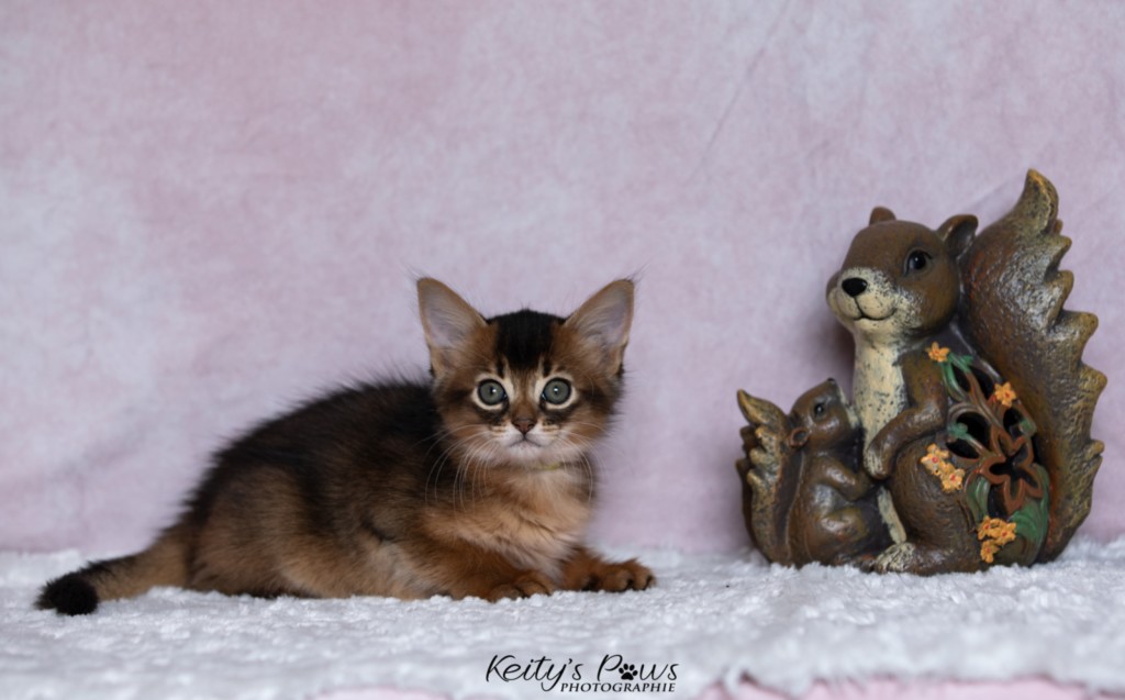 Adara-Alya (jaune) 1 Mois