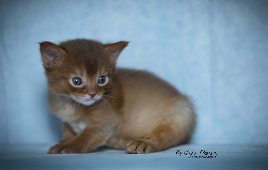 Uraeus-Udon 3 Semaines