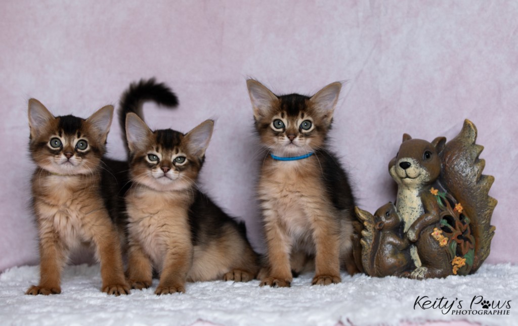 Ash (vert) & Aegnor-Azur (bleu) & Adara-Alya (jaune) 1 Mois