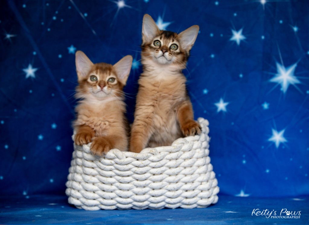 Adāhya-Allumette  & Aïdan-Aïko 2 Mois