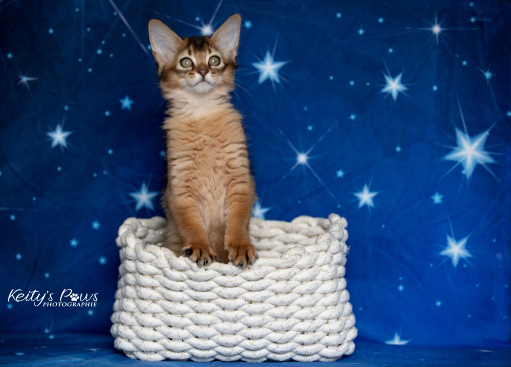 Adāhya-Allumette 2 Mois