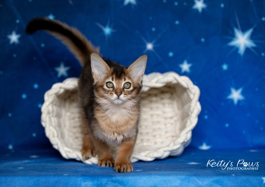 Adāhya-Allumette 2 Mois