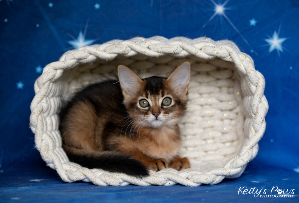  Adara-Alya (jaune) 2 Mois