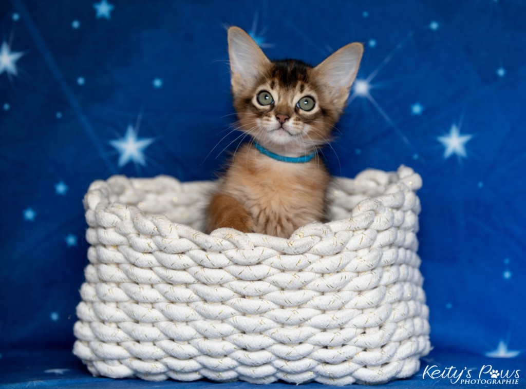  Aegnor-Azur (bleu) 2 Mois