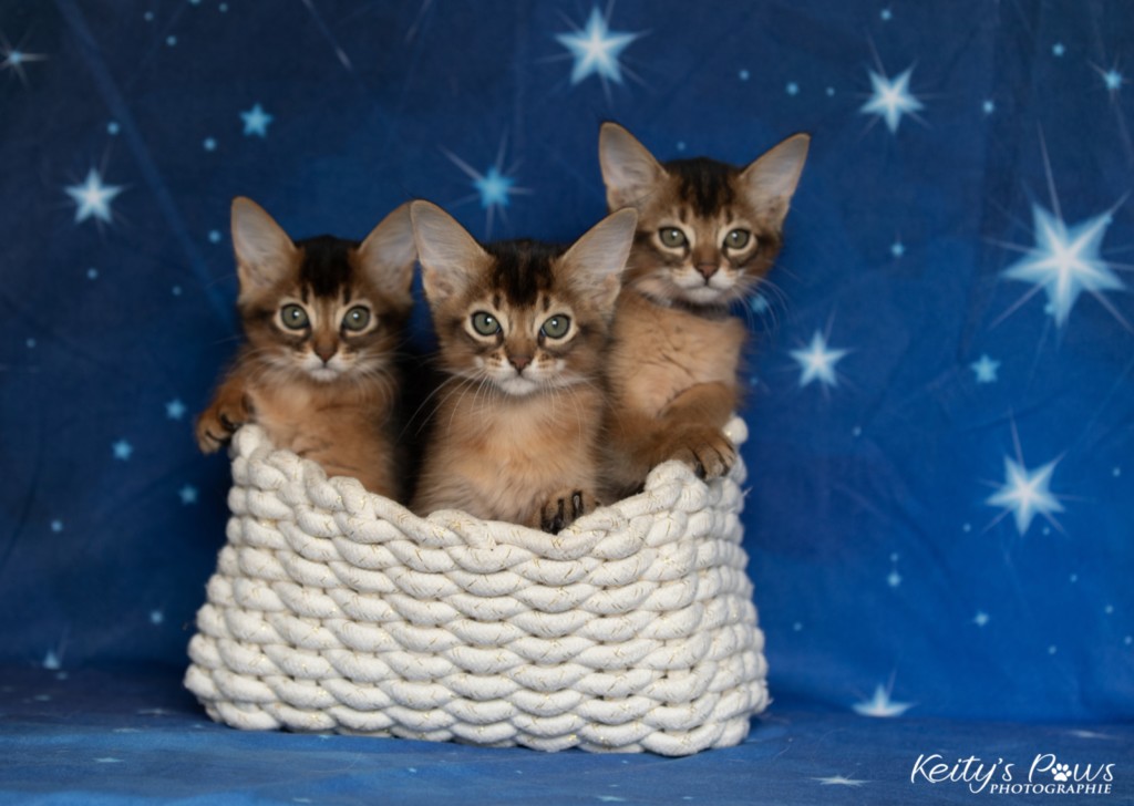 Ash (gris) & Aegnor-Azur (bleu) & Adara-Alya (jaune) 2 Mois