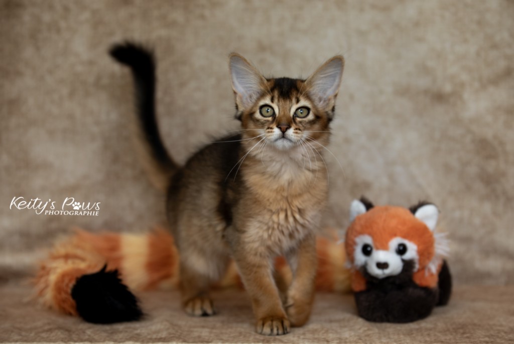 Adāhya-Allumette  2 Mois