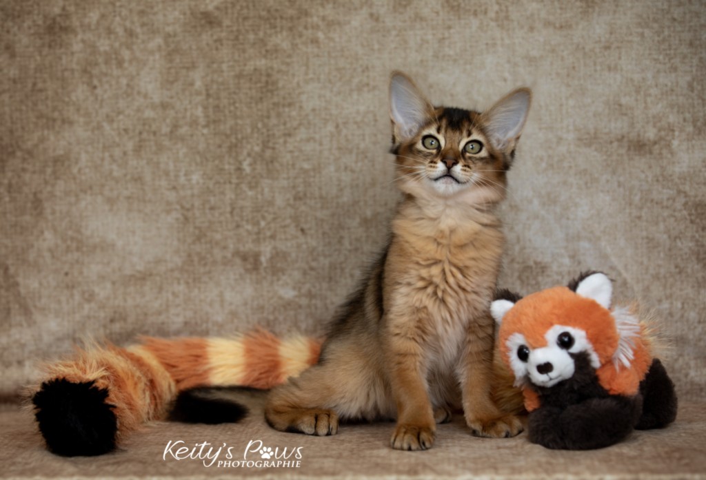 Adāhya-Allumette  2 Mois