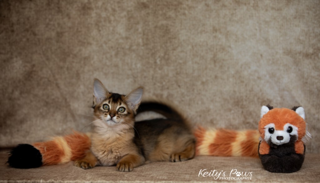 Adāhya-Allumette  2 Mois