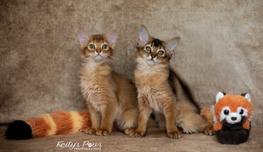 Adāhya-Allumette  & Aïdan-Aïko 2 Mois