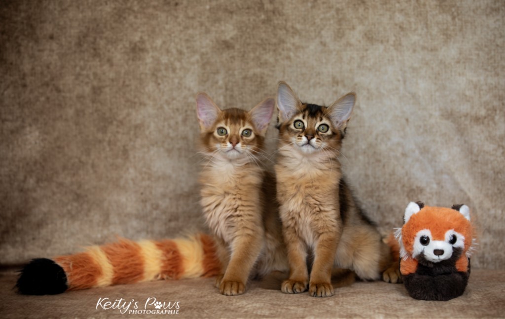 Adāhya-Allumette  & Aïdan-Aïko 2 Mois