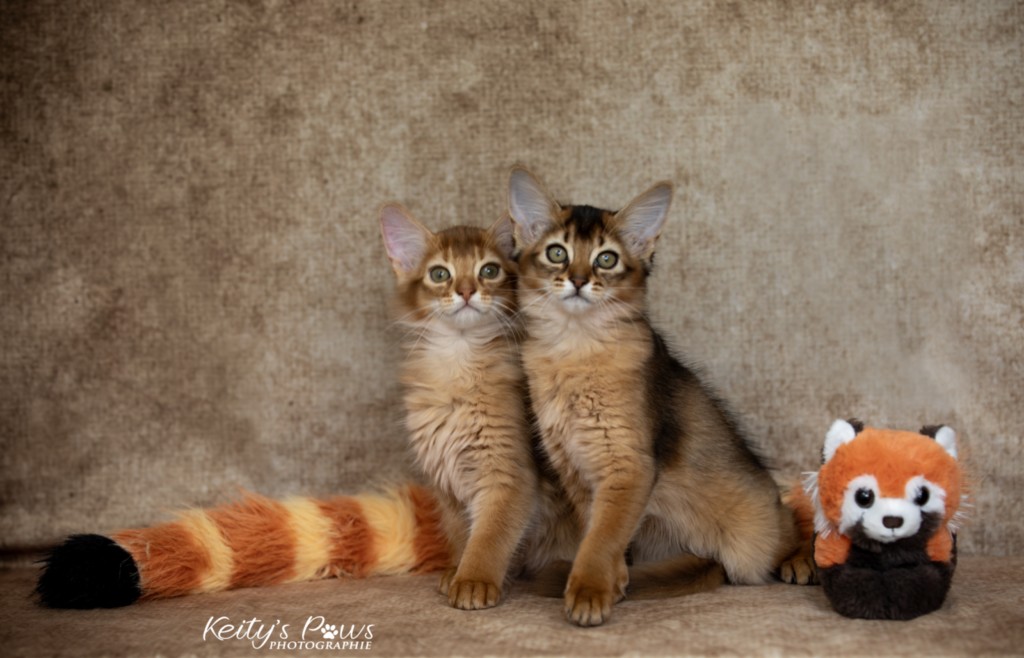 Adāhya-Allumette  & Aïdan-Aïko 2 Mois