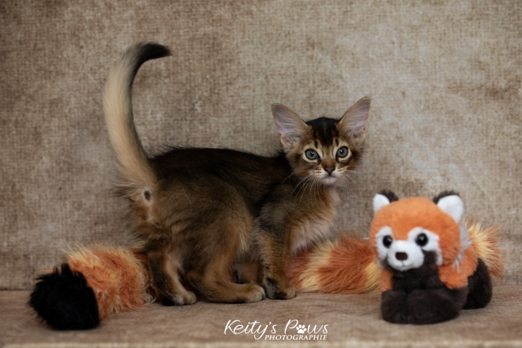   Aegnor-Azur (bleu)  2 Mois