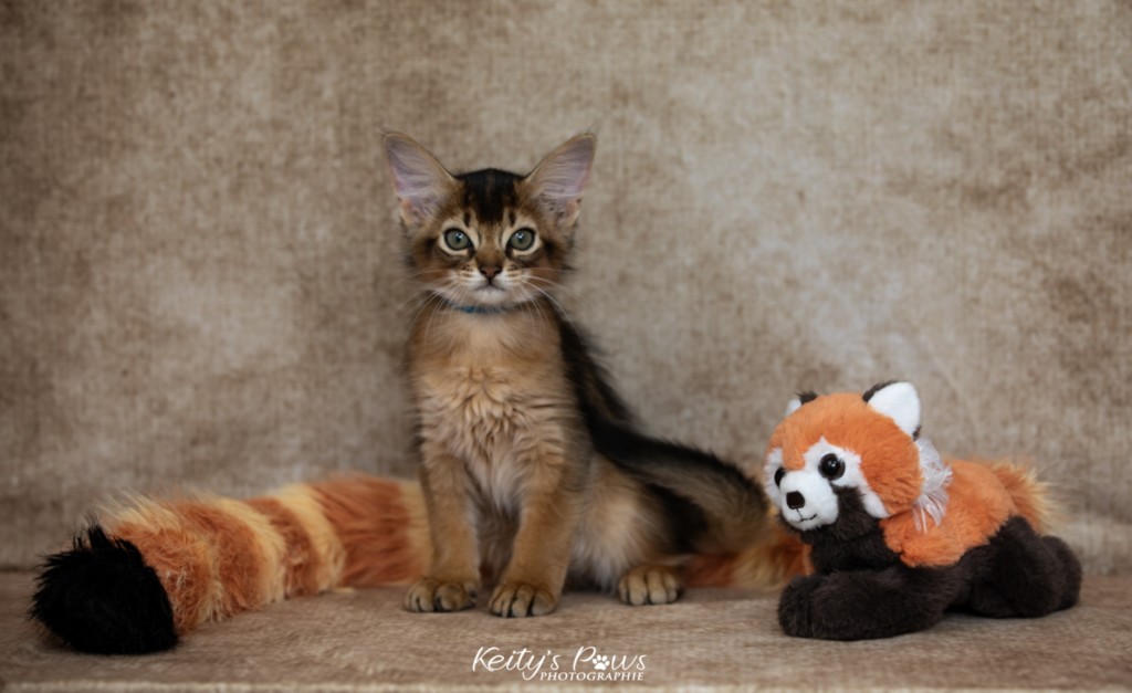   Aegnor-Azur (bleu)  2 Mois