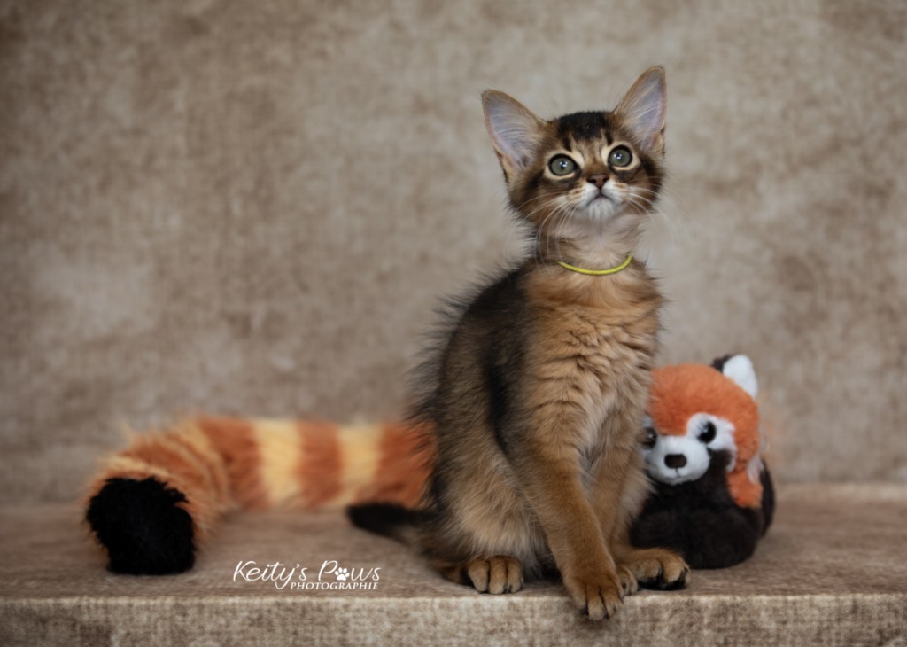   Adara-Alya (jaune) 2 Mois