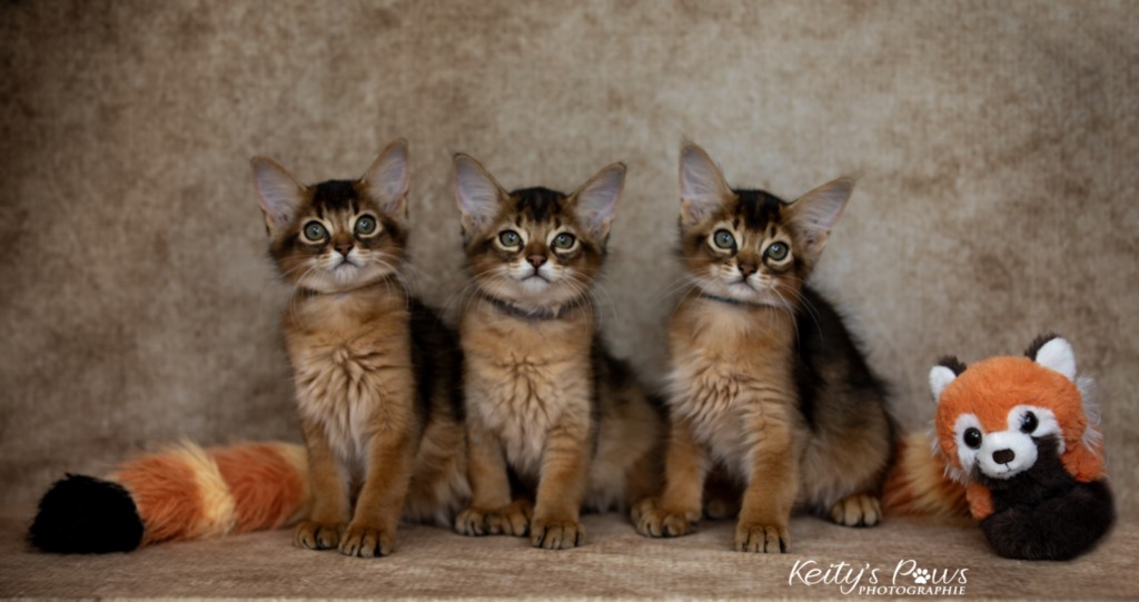 Ash (gris) & Aegnor-Azur (bleu) & Adara-Alya (jaune) 2 Mois