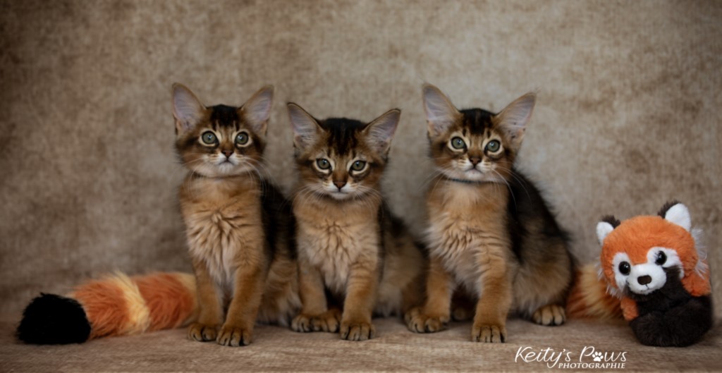 Ash (gris) & Aegnor-Azur (bleu) & Adara-Alya (jaune) 2 Mois