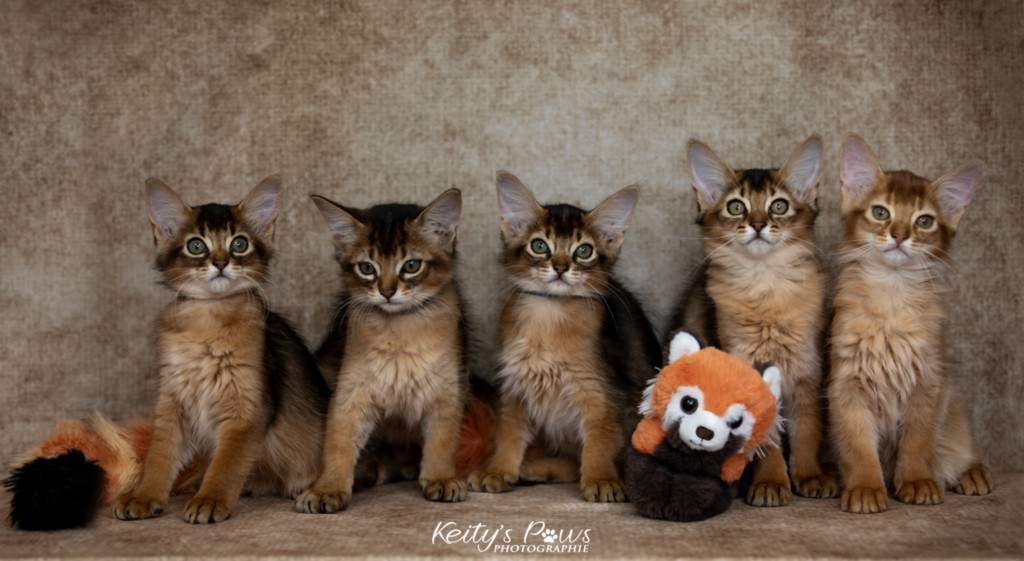 Adāhya-Allumette  & Aïdan-Aïko 2 Mois