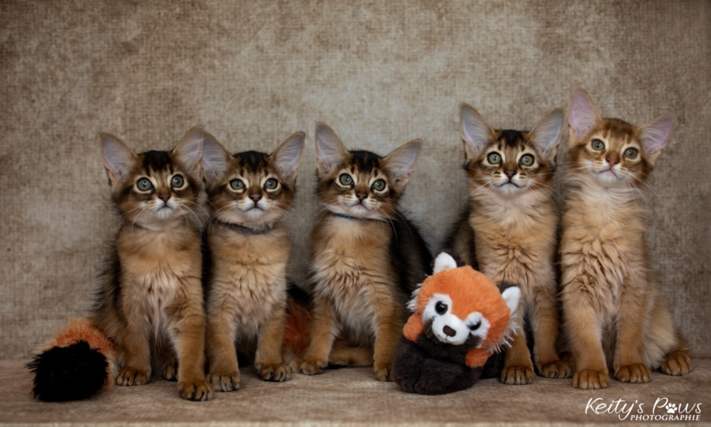 Adāhya-Allumette  & Aïdan-Aïko 2 Mois