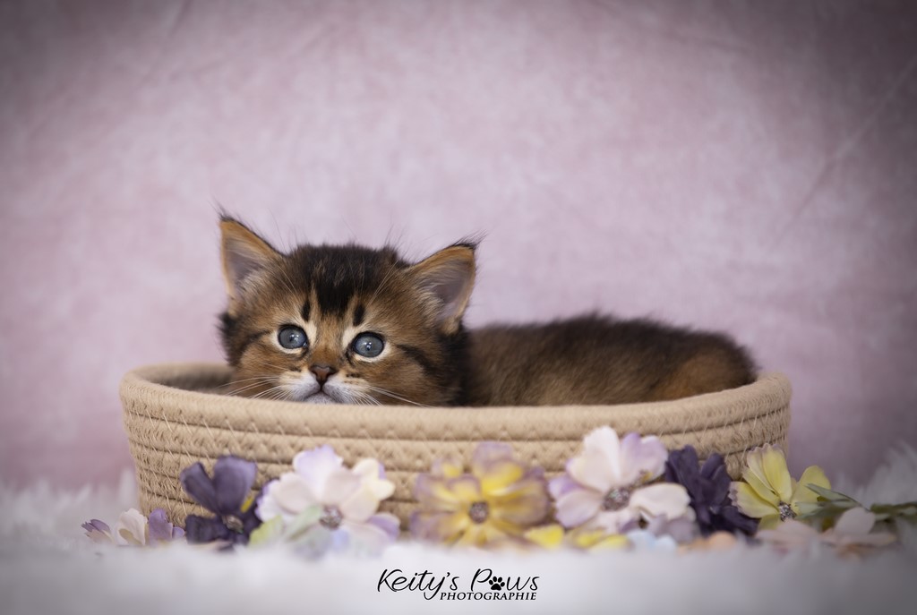 Unstoppable Ultima 1 Mois