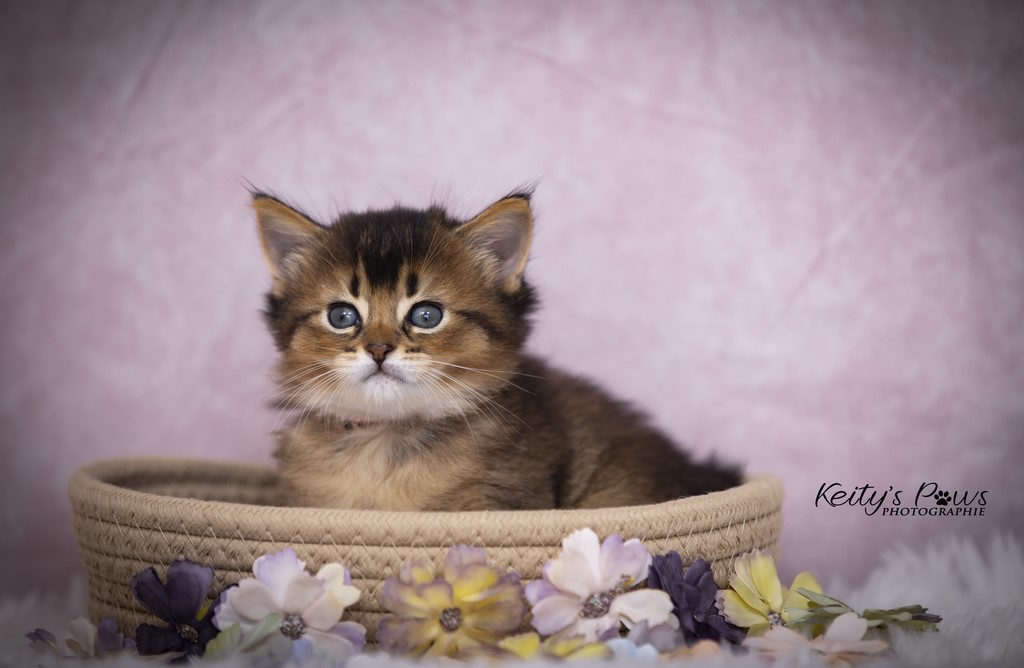 Unstoppable Ultima 1 Mois