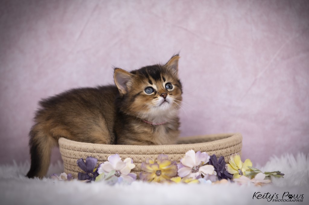 Unstoppable Ultima 1 Mois