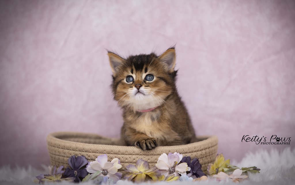 Unstoppable Ultima 1 Mois