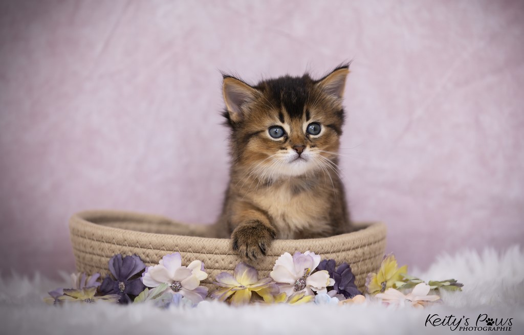 Unstoppable Ultima 1 Mois