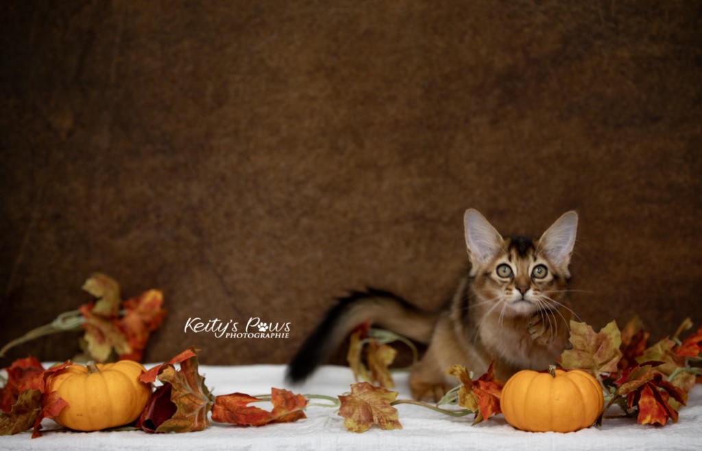 Adāhya-Allumette  2 Mois