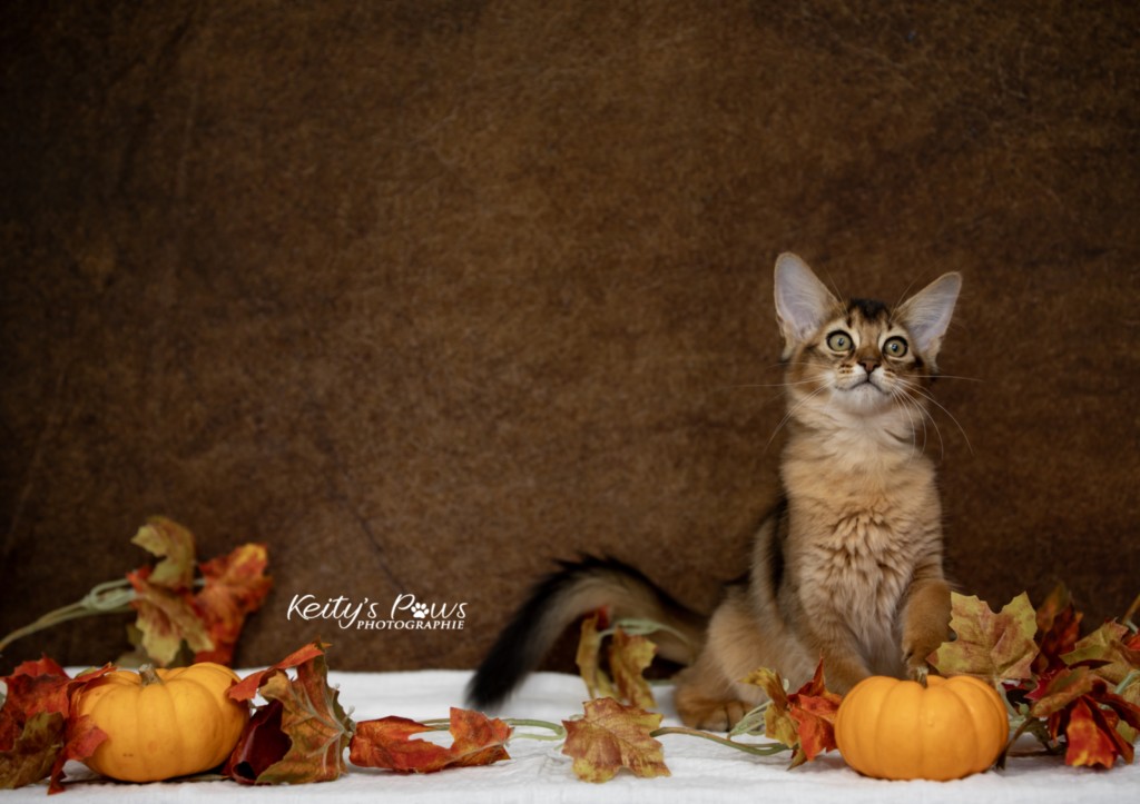 Adāhya-Allumette 2 Mois