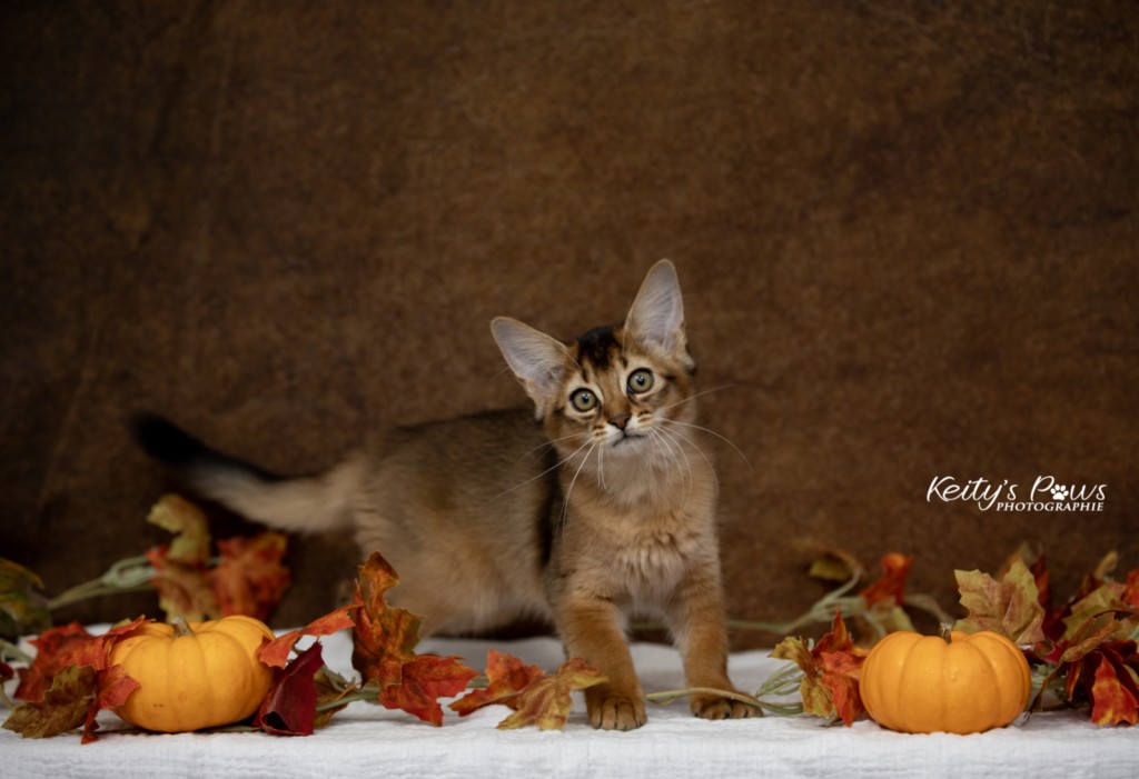 Adāhya-Allumette  2 Mois