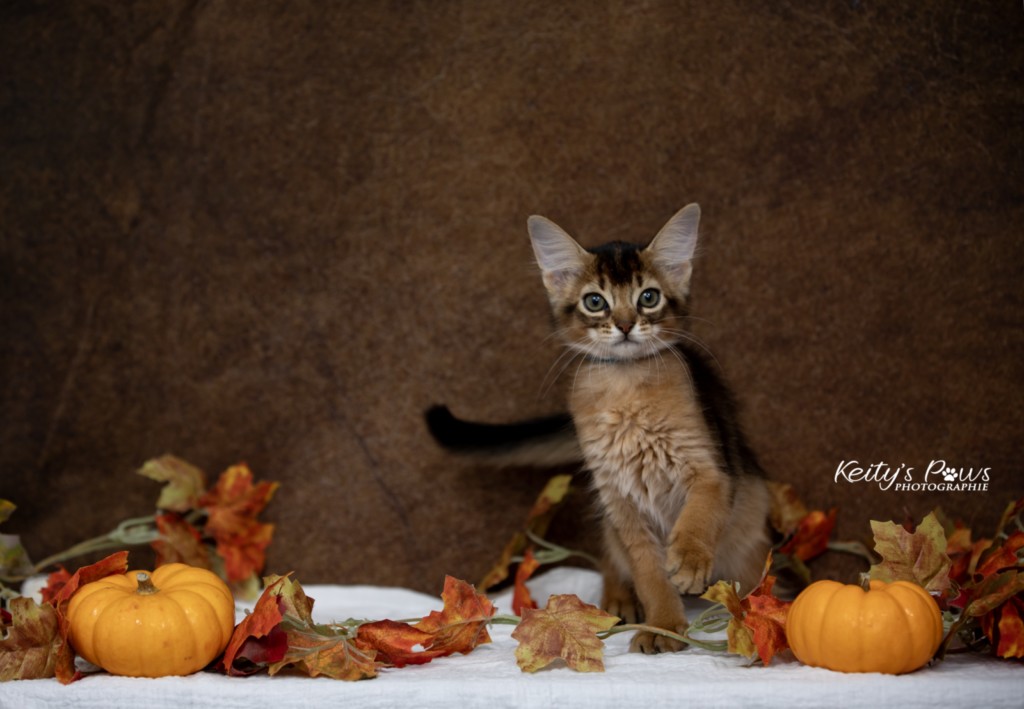  Aegnor-Azur (bleu)  2 Mois