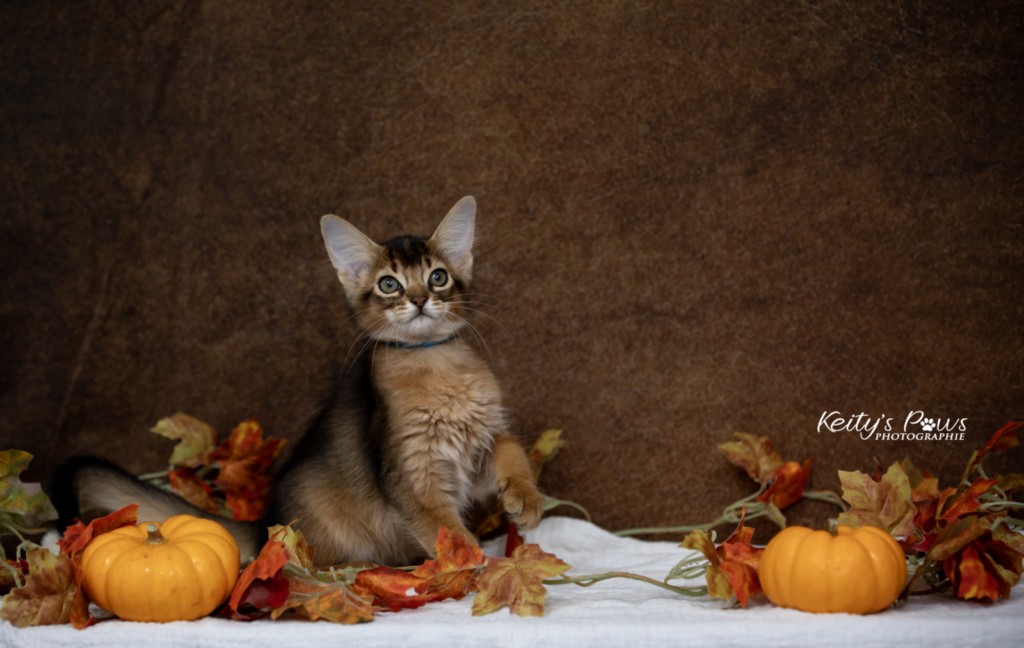  Aegnor-Azur (bleu)  2 Mois