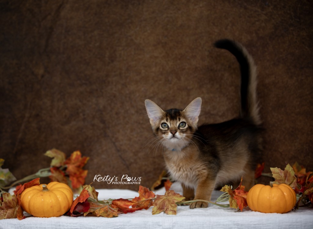  Aegnor-Azur (bleu)  2 Mois