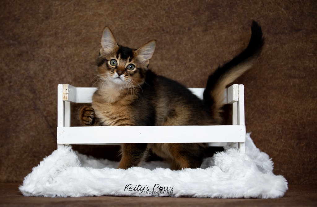 Umbrella Lolita 2 Mois