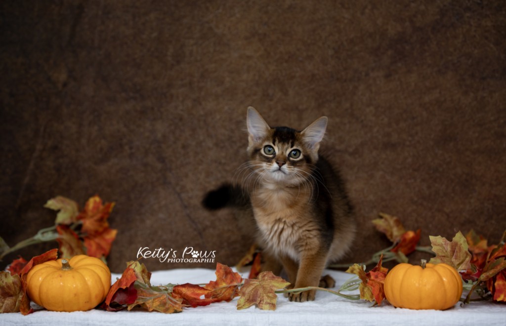  Adara-Alya (jaune) 2 Mois