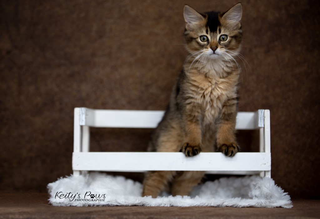 Unstoppable Ultima 2 Mois