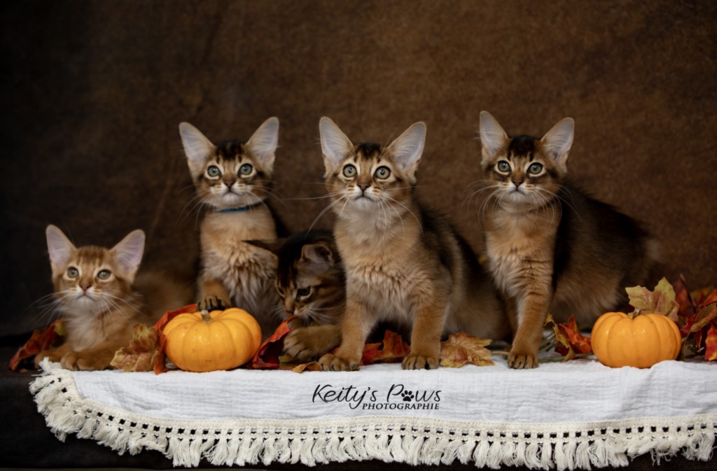 Ash (gris) & Aegnor-Azur (bleu) & Adara-Alya (jaune) 2 Mois