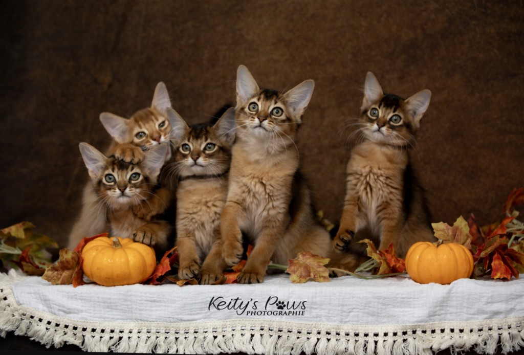 Adāhya-Allumette  & Aïdan-Aïko 2 Mois