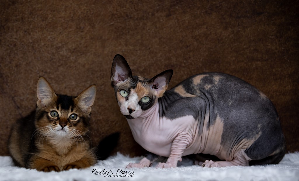 Umbrella Lolita 2 Mois