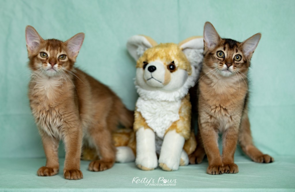 Adāhya-Allumette  & Aïdan-Aïko 3 Mois