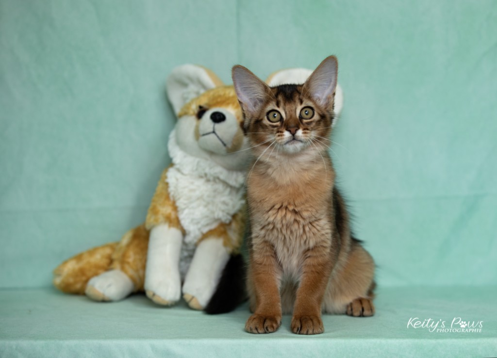 Adāhya-Allumette 3 Mois