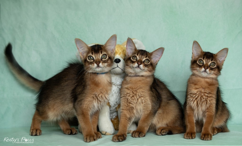 Ash (gris) & Aegnor-Azur (bleu) & Adara-Alya (jaune) 2 Mois