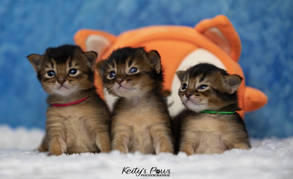 Alya Altaïr Ankãa  2 Semaines