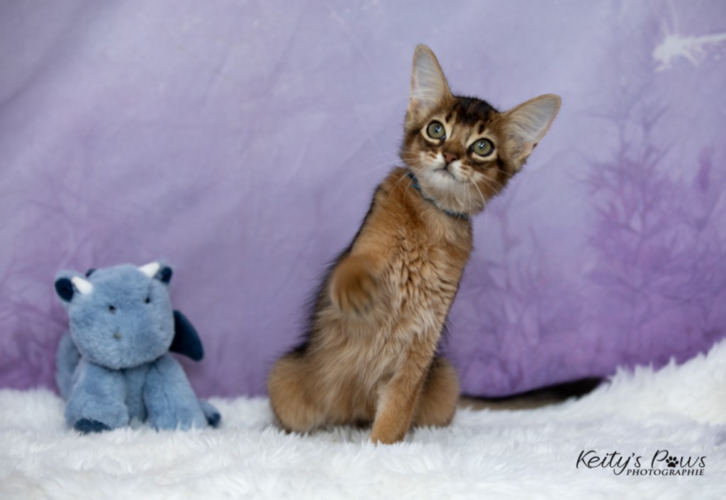  Aegnor-Azur (bleu)  2 Mois