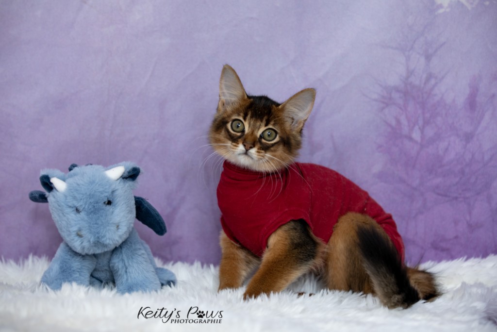   Adara-Alya (jaune) 2 Mois