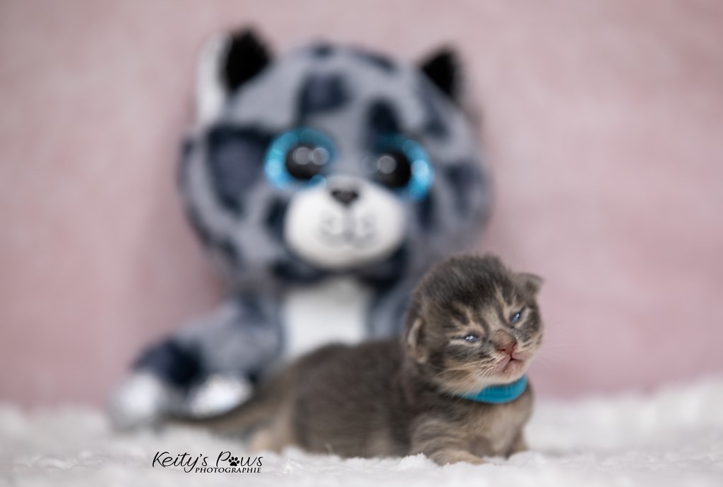 1 Semaine  Underwater Sirius