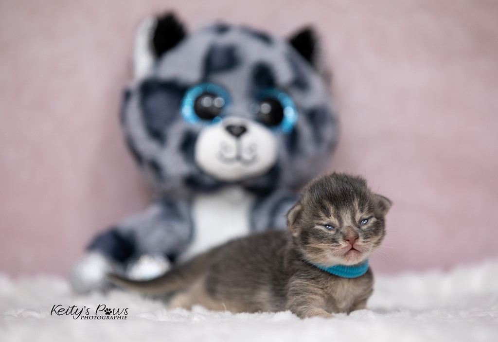 1 Semaine Underwater Sirius