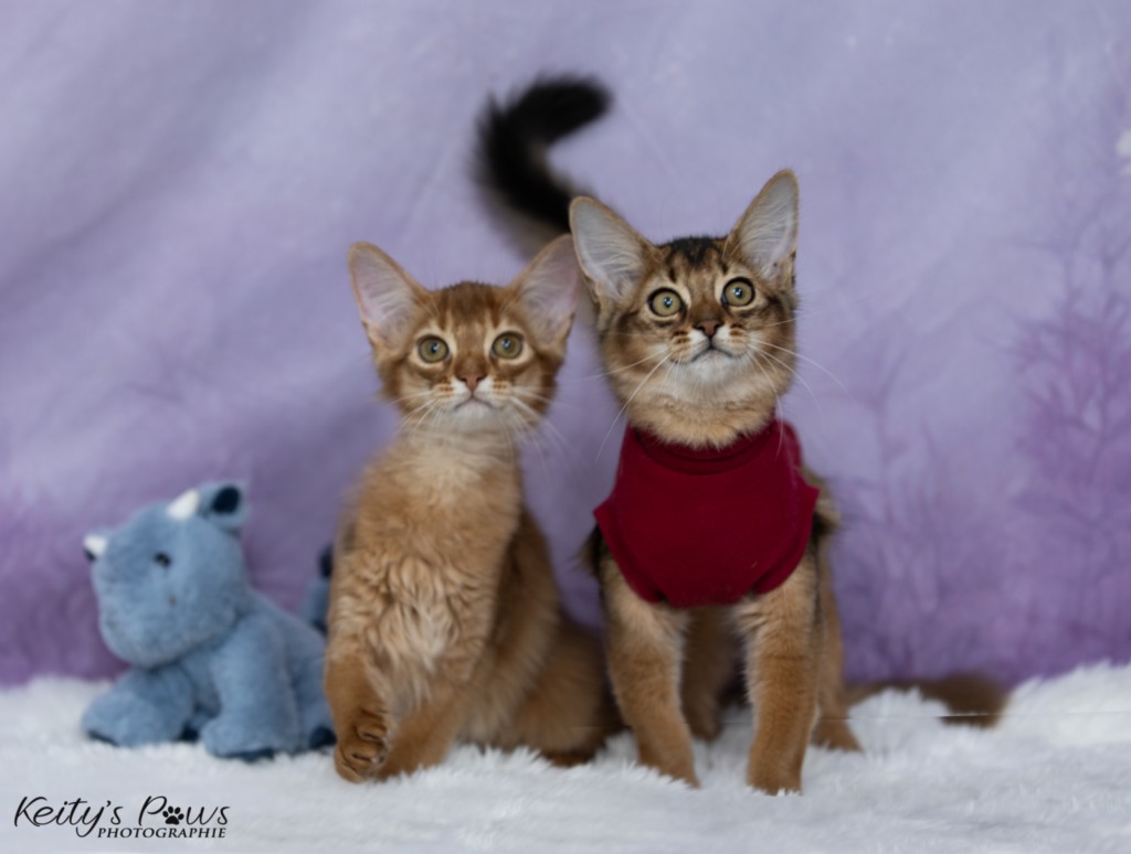 Adāhya-Allumette  & Aïdan-Aïko 3 Mois