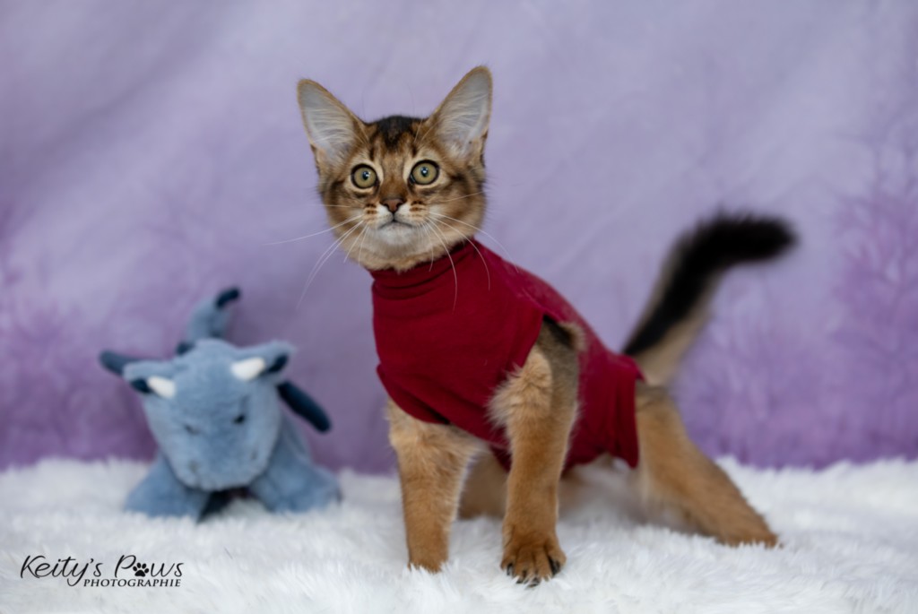 Adāhya-Allumette 3 Mois